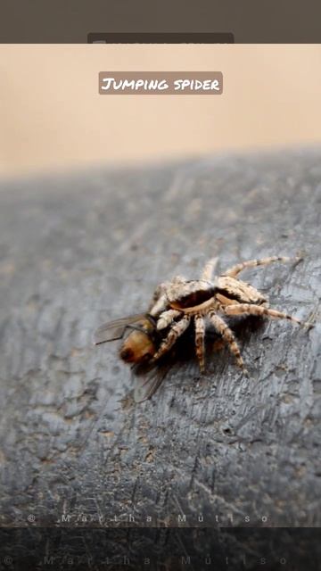 Gray wall jumper with a juicy snack🕷️🪰#shorts #wildlife #spiders #spider #spiderman #machakos #keny смотреть онлайн