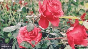 Цветочный рай деревни Буторлино