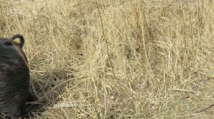 многодетная семейка кабанов.mp4