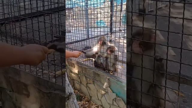 Малютка макак забавляется, а взрослый проверяет на прочность замок) Парк львов Тайган #тайган смотреть онлайн