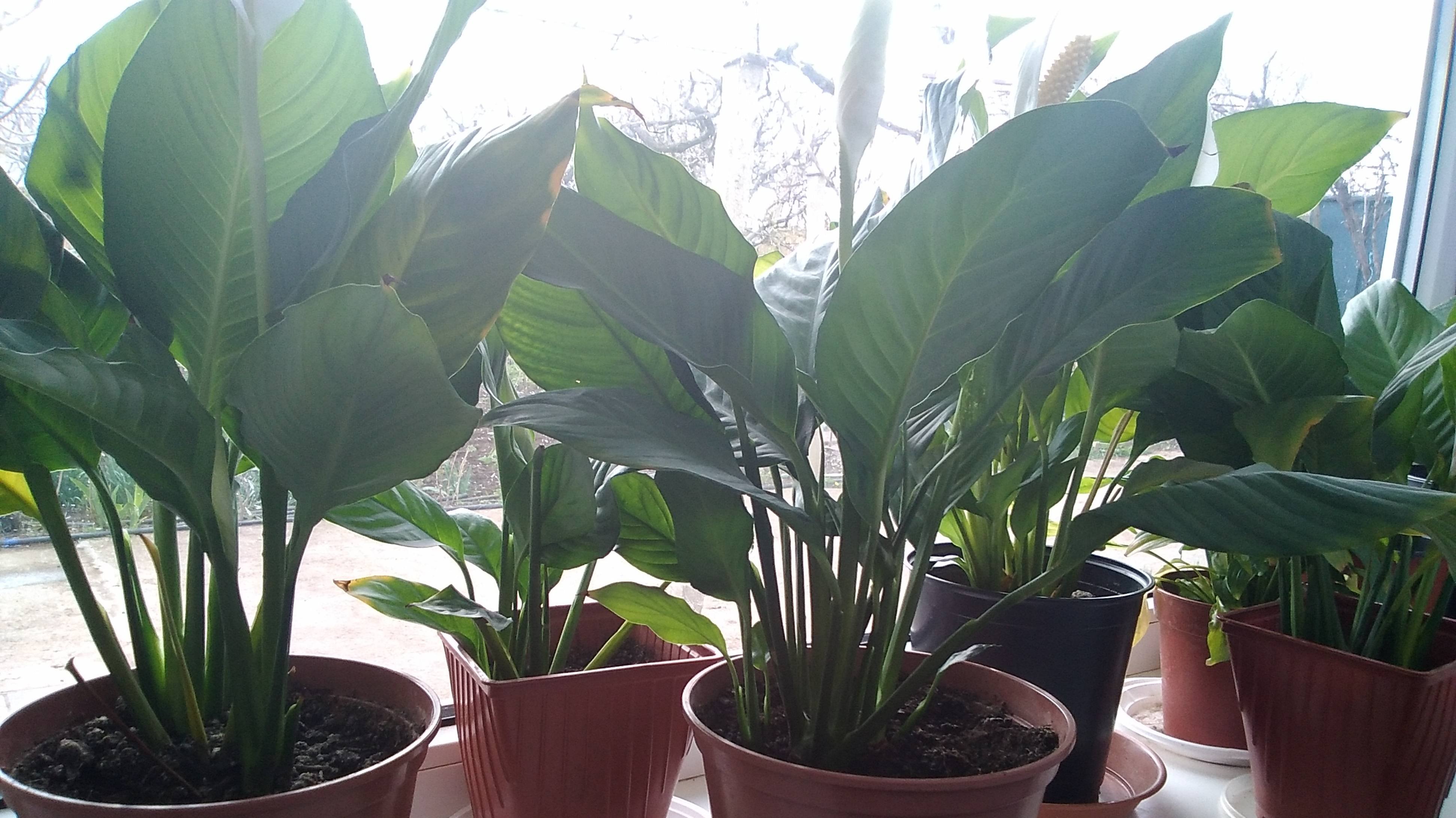 lv_0_20250412154752 5 неприхотливых комнатных цветов для уюта и благополучия в доме