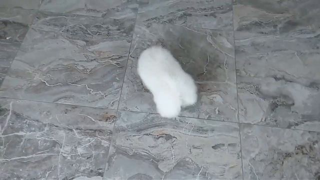 Шпиц померанка продажа 3.5 мес смотреть онлайн