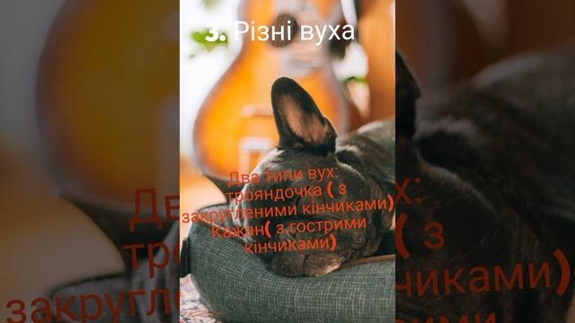 @cutedog715 Топ 5 фактів про французьких бульдогів. #frenchbulldog #dog #собаки смотреть онлайн