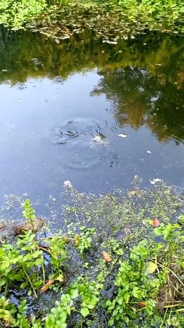 Пресноводная черепаха в водоёме Пицунда Абхазия 2021 год