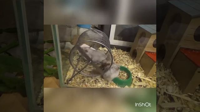 Смешные хомяки в колесе