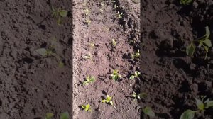 посадила томаты и перец в открытый грунт