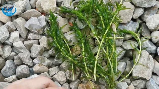Elodea 水蘊草 水草 蜈蚣草 伊樂藻屬 Anacharis Egeria densa Plant Focus アナカリス น้ำและหญ้า Air dan rumput смотреть онлайн