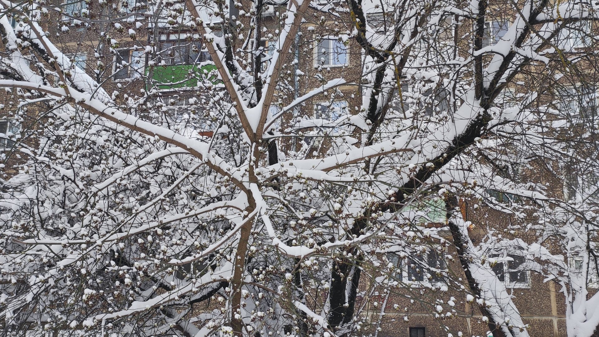 Жизнь в снежном апреле. смотреть онлайн