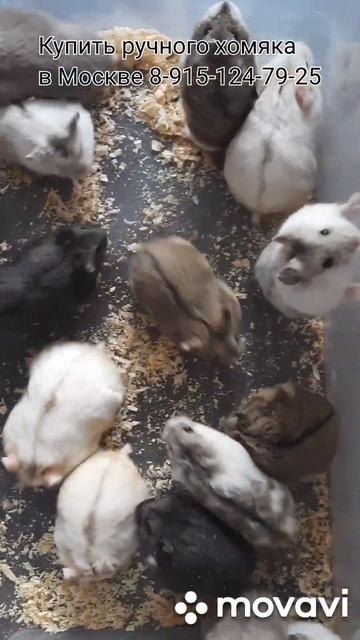 Хомяки #pets #купитьхомяка #животные #хомяк #грызуны #москва #ручнойхомяк #питомецдляребенка #love