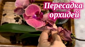Обработка и пересадка свжекупленной орхи в Леруа и подарка подруги)