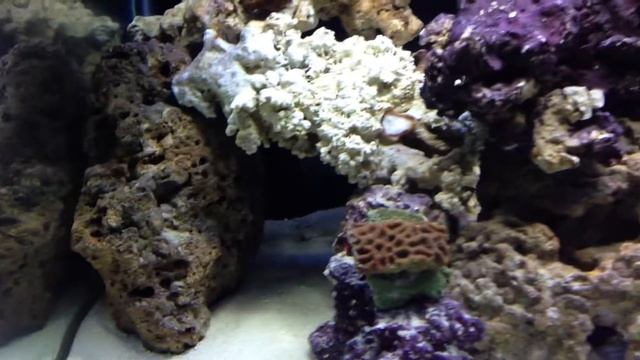 My flame angel!!!! смотреть онлайн