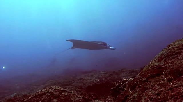 Manta Ray Dance at Nusa Penida смотреть онлайн
