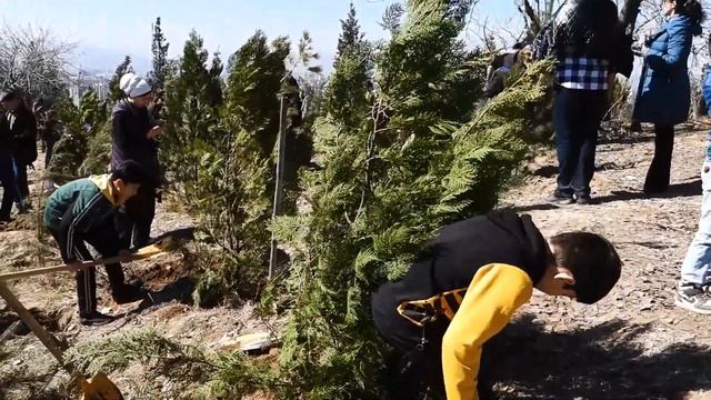 ТАДЖИКИ ПОСАДИЛИ Деревья в парке ПОБЕДЫ в честь ВЕСНЫ праздника НАВРУЗ 🌸2024 это традиция предков смотреть онлайн