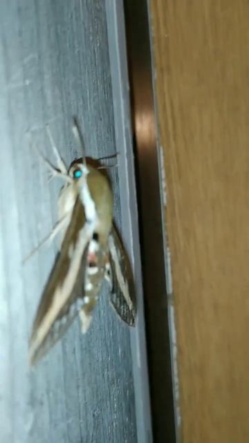 Бражник подмаренниковый смотреть онлайн