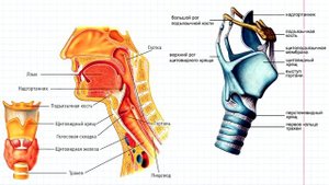 12 Дыхательная система- гортань в целом