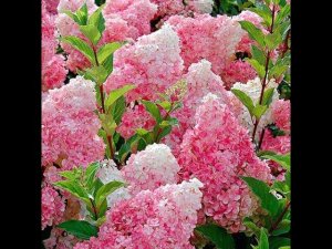 Все тонкости обрезки метельчатых гортензий