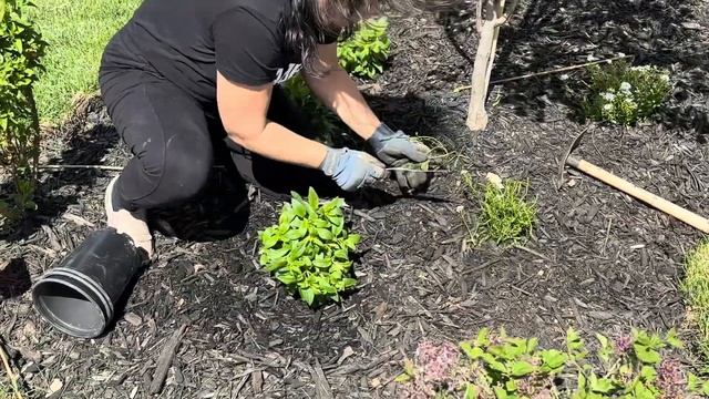 Adding Veronica to the new garden bed (Under Red Bud tree), Mother's Day Message 💐💚 🦋 смотреть онлайн
