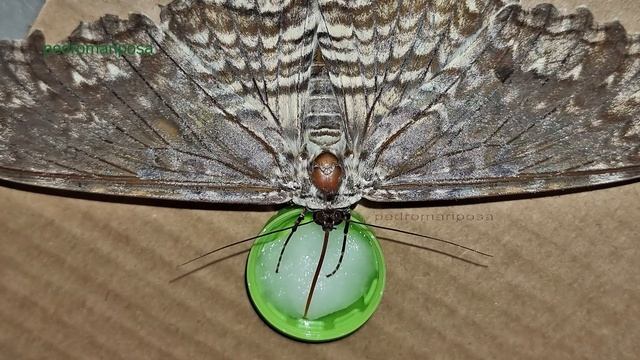 Caterpillars of Thysania agrippina смотреть онлайн