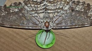 Caterpillars of Thysania agrippina