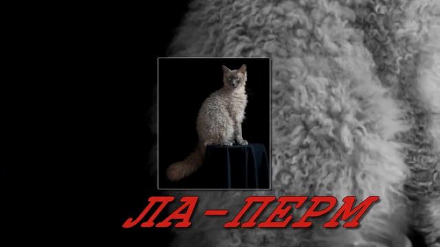 Красивые кошки! самые дорогие породы! смотреть онлайн