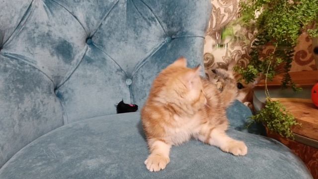 Шотландский котенок мраморный
