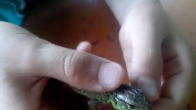 Прыткая ящерица Витя.