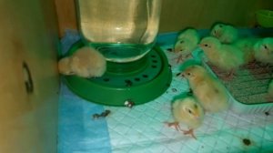 Немного информации о выращивании перепелов.