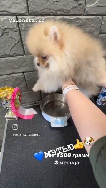 Шпиц Медвежонок #купитьщенка #щенок #купитьшпица #шпицвмоскве #puppy #shpitz