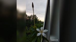 Вся в цвету алибертия, чудо, сколько бутонов еще🥰