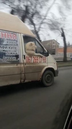 🤣Смешные собаки🐶 Приколы с собаками 2022🐕