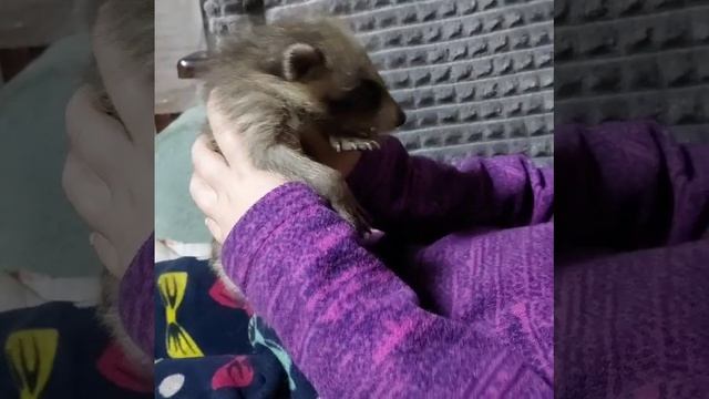 #енот #еноты #енотыдома #яенотполоскун#енотырулят