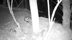 Фотоловушка Севприроднадзора зафиксировала барсука