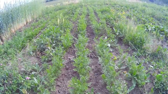 Посадка моркови и свеклы с кормушками Промежуточный результат смотреть онлайн