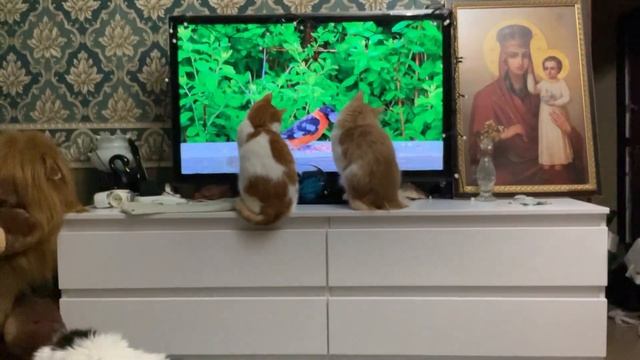 Котики Life of 6 cats. Добрый вечер, у нас снова птички поют! смотреть онлайн