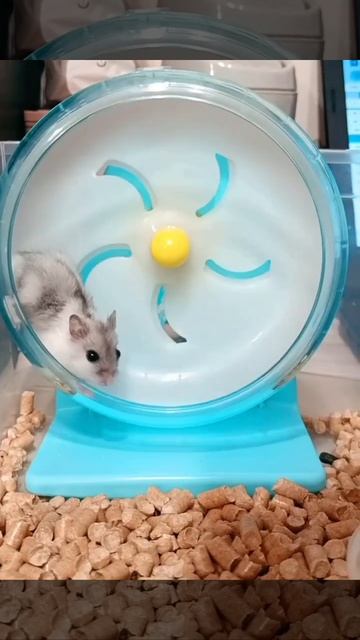 Малыш в колесе #джунгарскийхомяк #pets #animals #животные #hamsters