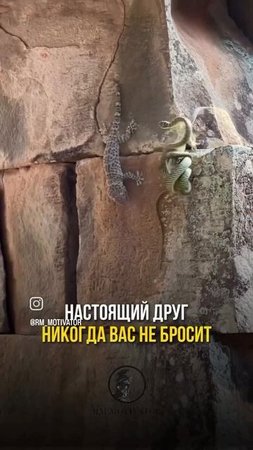 настоящий друг в беде не бросит