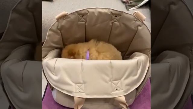 Переноска автокресло 2в1 Ди дог для собак