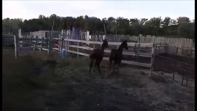 Danse Diabolique 2021 foals: Delainey K (Landkoenig) & Delilah K (Conteur) смотреть онлайн