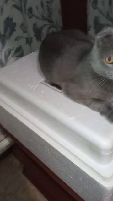 кот-наседка смотреть онлайн