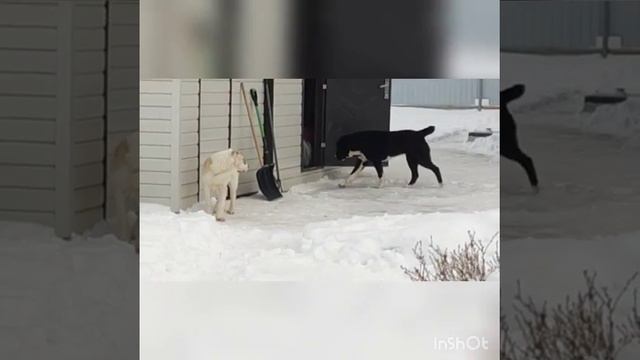 выпускник ТИМЕРТАШ ДРАГОН (Екатеринбург) сын ЛИНДЫ и ГЕРАКЛА +79048881825 viber www.timertash.ru смотреть онлайн