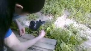 Ручная галка на прогулке.