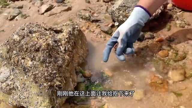 夏季天氣多變沙灘上超大毛蛤蜊大氾濫，牛牛來趕海撿到手軟，過癮【牛牛趕海海鮮】 смотреть онлайн