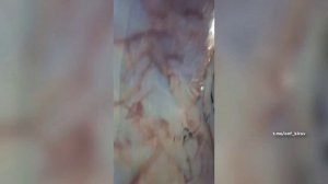 Новости Кирова 08.04.2025