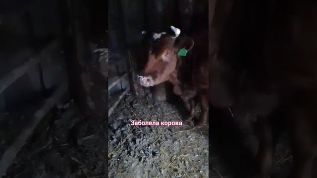 Болезнь крс #корова #скотина #домашнийскот #заболевание #ветеринария #деревня #лпх #разведениекрс смотреть онлайн