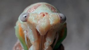 Появление цикады. The appearance of the cicada