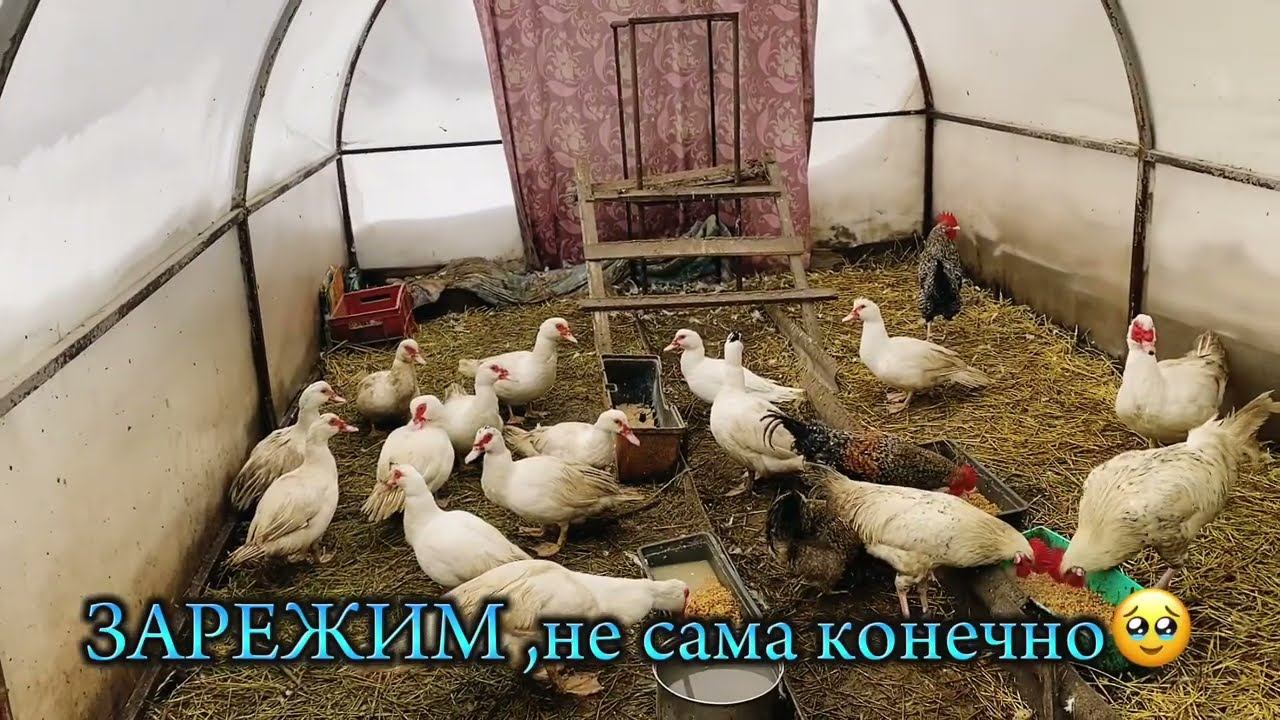 НАС ЗАМЕЛО В ДЕРЕВНЕ .ИНДОУТКИ В ТЕПЛИЦЕ ЗИМОЙ.