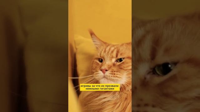 Факты о Мейн кунах! #мейнкуны #cat #catlover #cats #британскаякошка #кошка #кот #пушистики #факты