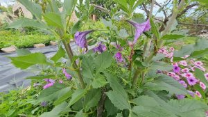 ДАЧА , ПЕТУНЬЯ ШИКАРНАЯ 20.08.2021