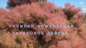 СКУМПИЯ КОЖЕВЕННАЯ (Cotinus coggýgria). Скумпия когги́грия,  венецианский сумах[, парико́вое де́рево