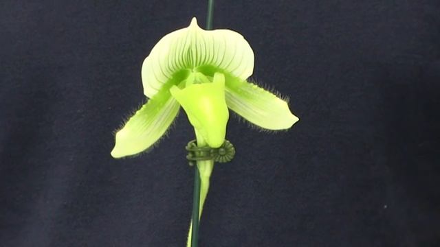 Blooming Orchid Spotlight - Paphiopedilum Jacqueline's Moon (PAPH028) смотреть онлайн